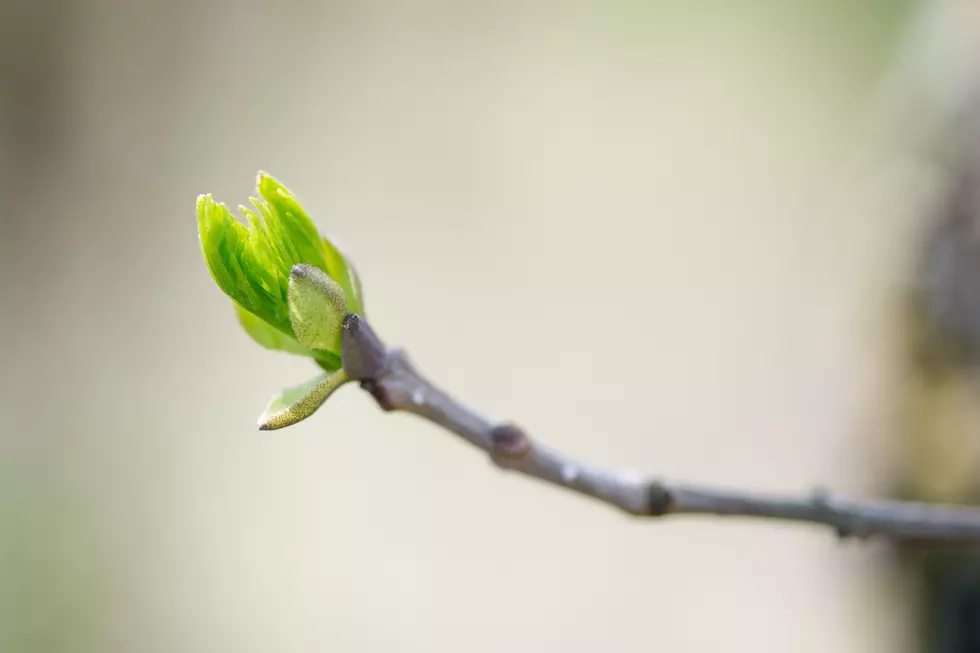 This Viral Picture Of A Michigan Tree Spring Budding Is The Best Thing Ever