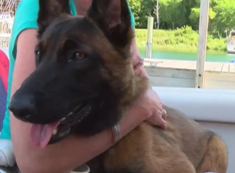 Social Media Finds Dog That Goes Overboard In Lake Michigan