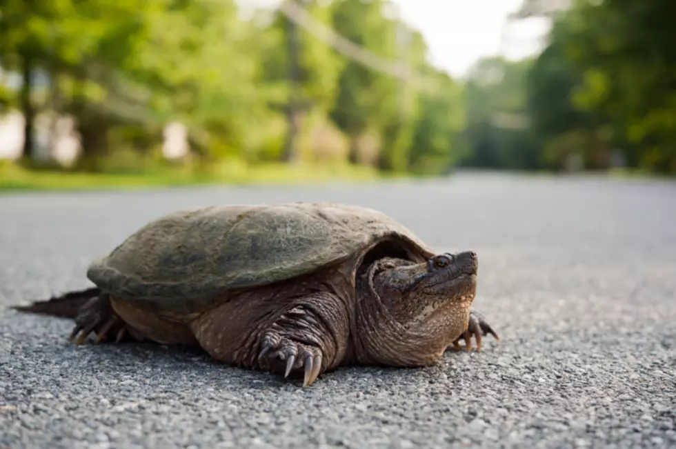 It’s Turtle Time In Michigan