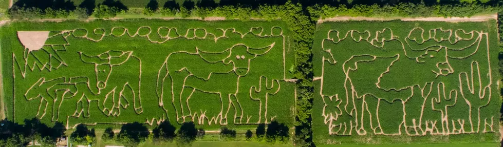Photo courtesy of A-mazing Acres