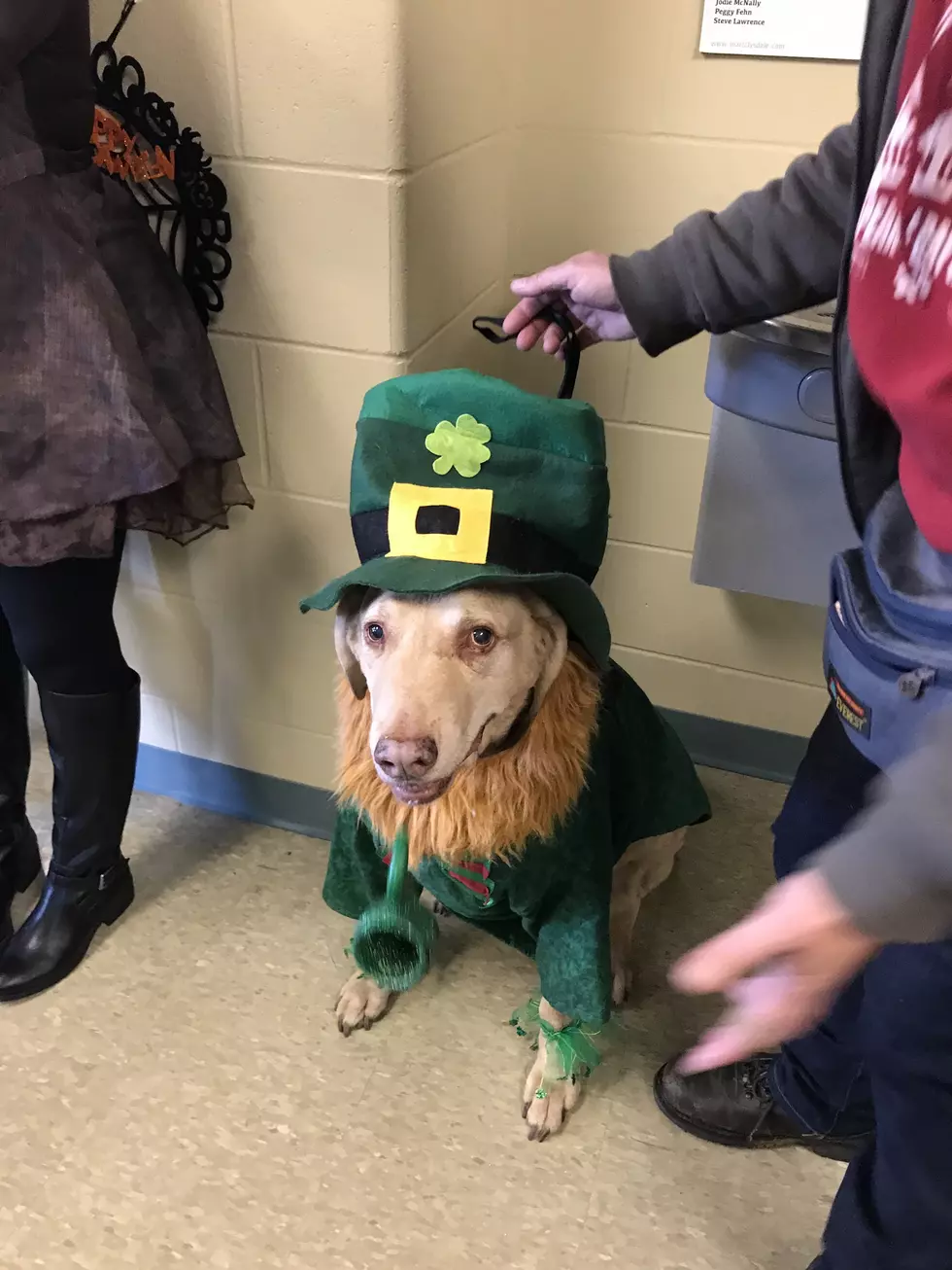 Dog-O-Ween 2018 Photos