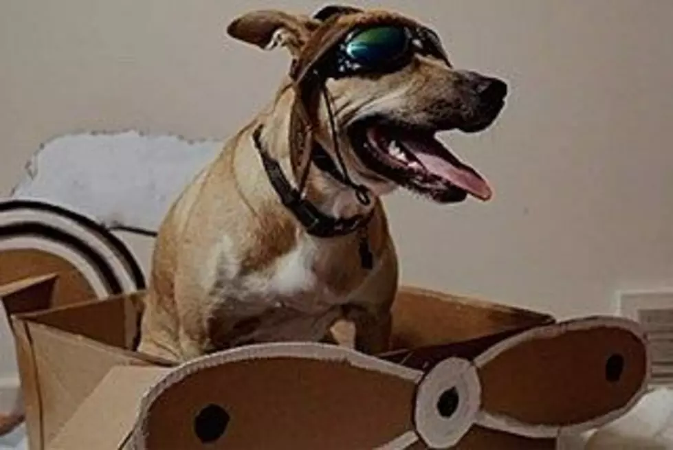 Here’s The Winner of Pet-O-Ween 2021