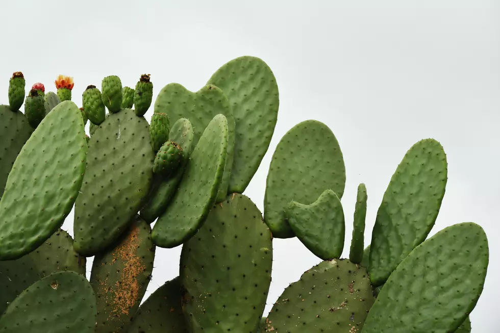 Did You Know: Michigan Has Two Native Cactus Species