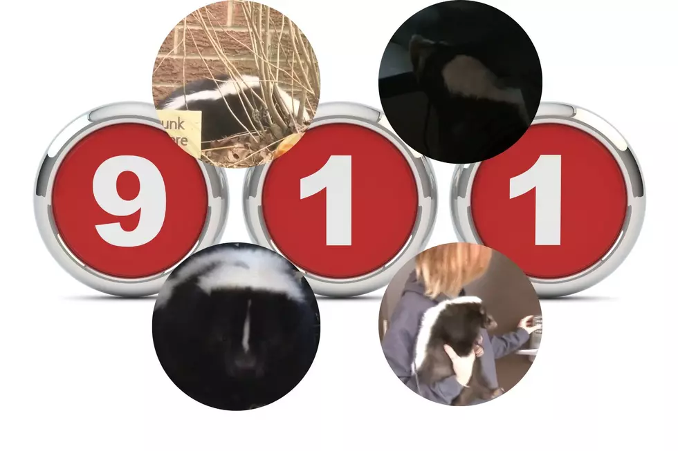 Video of Indiana 9-1-1 Emotional Support Skunk