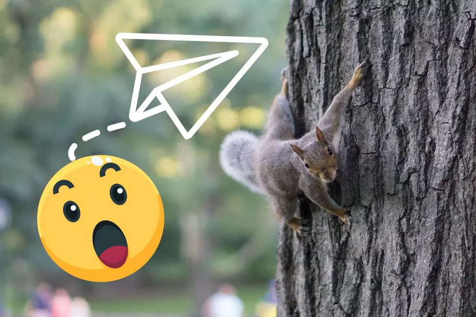 Yes, We Do Have Flying Squirrels Here in Michigan!