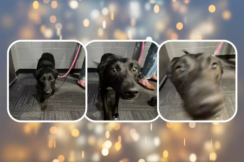 Need Love in Your Life? Adopt Baby, Available Today in Kalamazoo