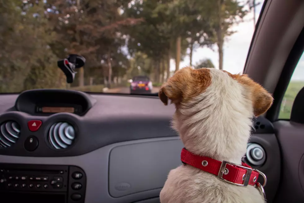 What Does Michigan’s Law Say About Leaving Pets in Cars?