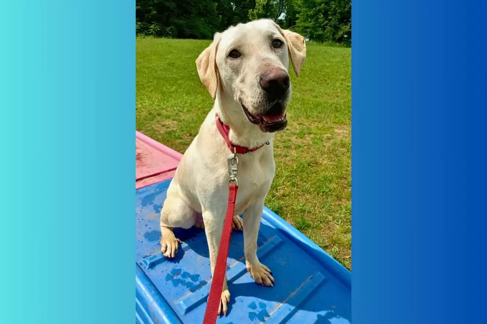 Michigan Dog Named Marley Available for Adoption