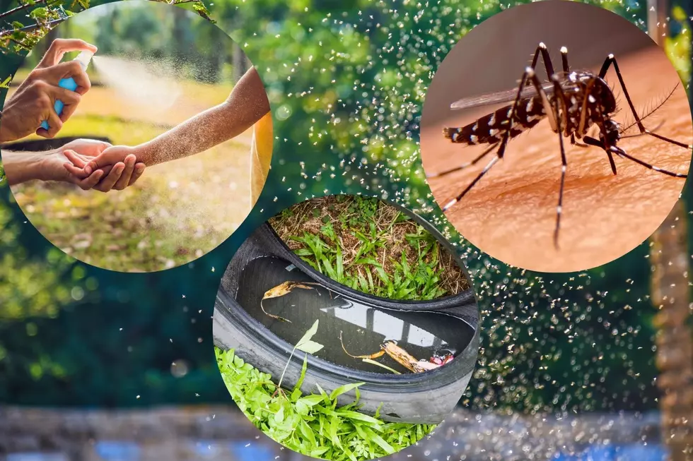 Why is Mosquito Season Worse in Michigan This Year?