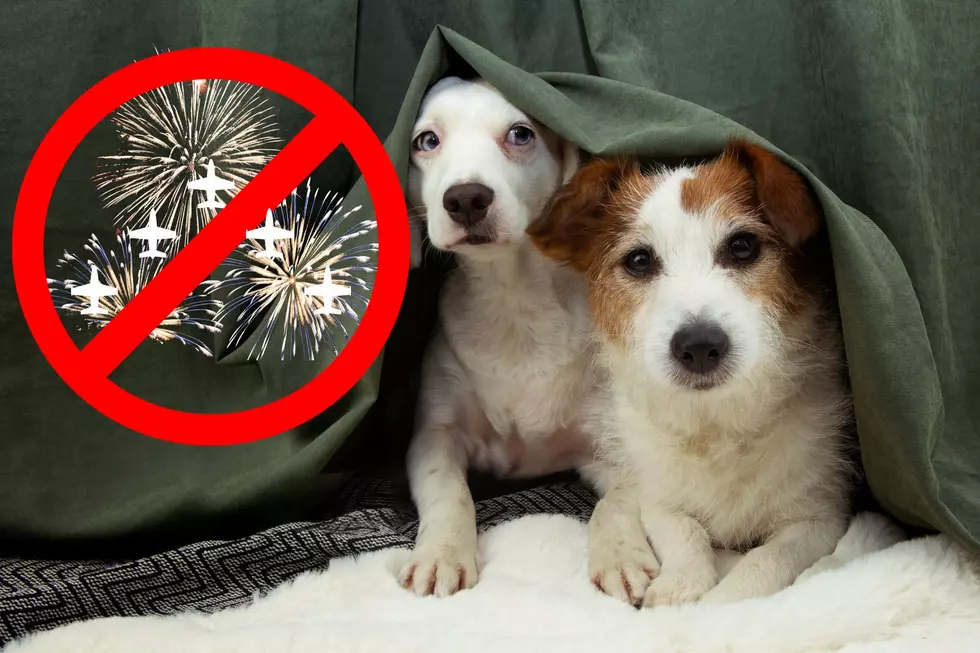 Prep Your Pets For A Loud Holiday Weekend in Southwest Michigan