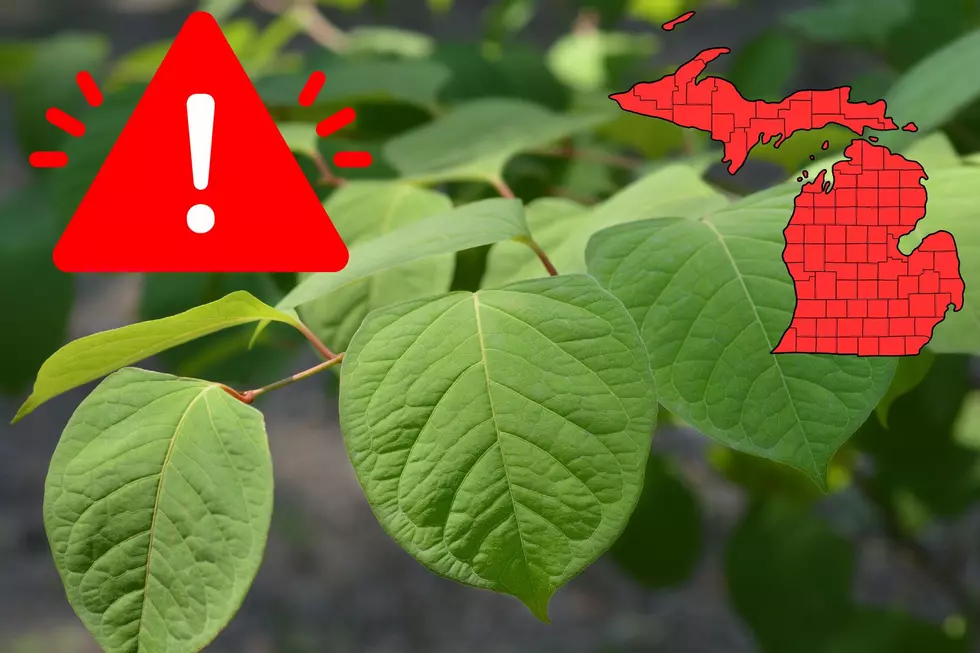 Beware-Dangerous Invasive Plant Now Spreading Rapidly In Michigan