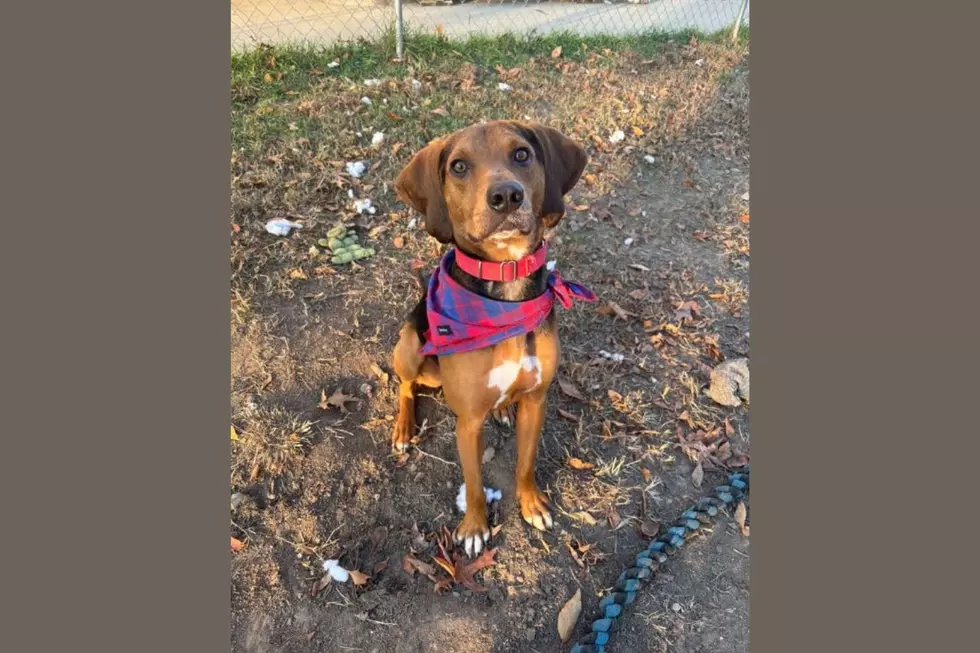 Dog Available for Adoption in Kalamazoo: Scooby