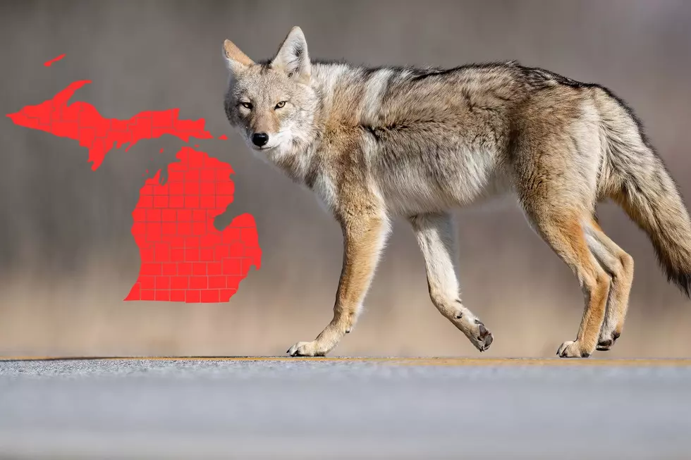 Coyote Sightings Continue To Rise In More Michigan Neighborhoods