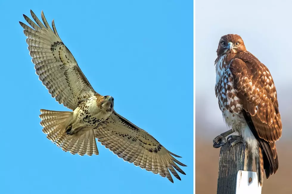 WARNING: Protect Your Michigan Pets from Hawks