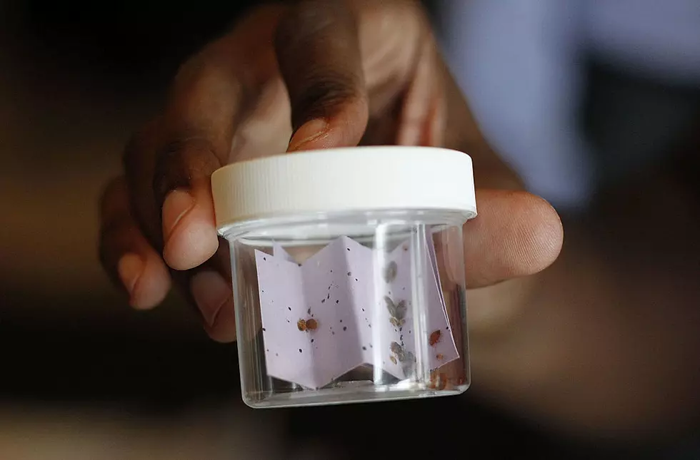 8 Most Bed Bug-Infested Cities in Indiana
