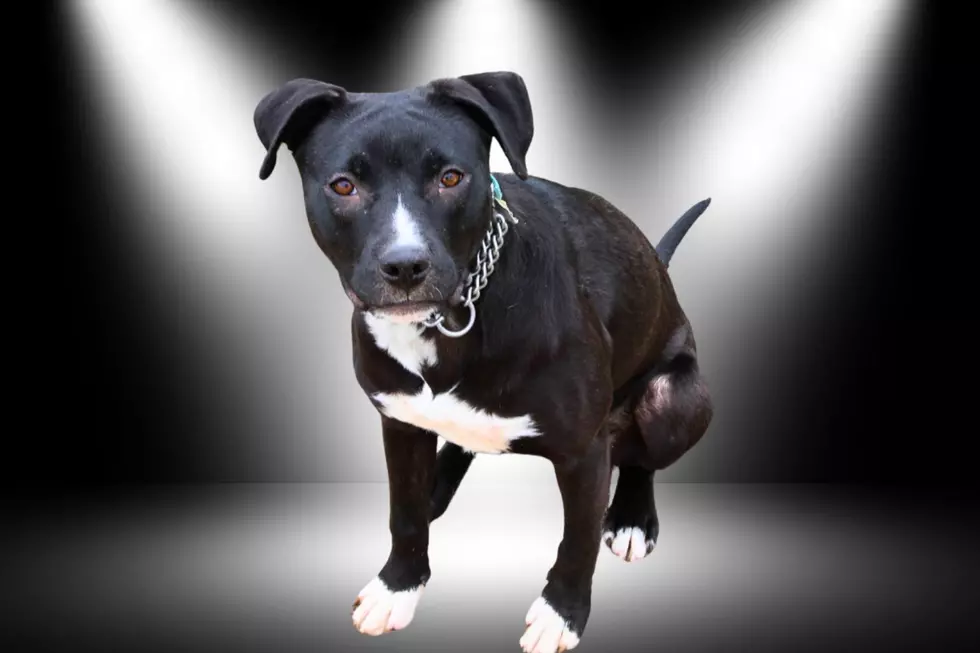 Hannah’s Journey: From Shy Pup To Playful Companion