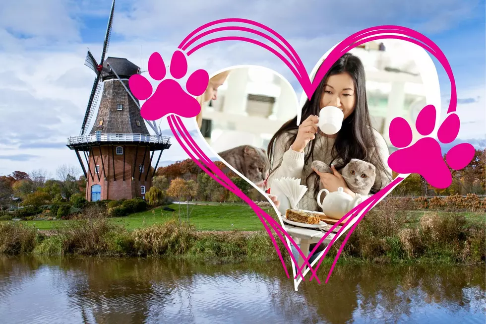 A New Cat Cafe is Coming to West Michigan