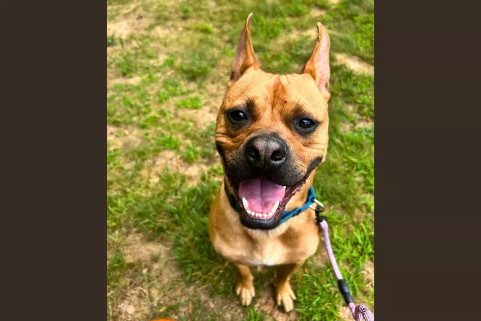 Meet Cadillac, The Playful Pup Ready For A Forever Home