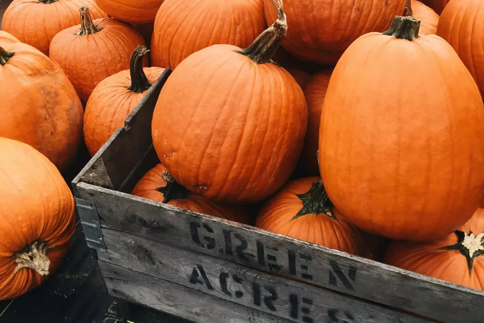 Michigan Cracks Top 5 for Top Pumpkin Producing States