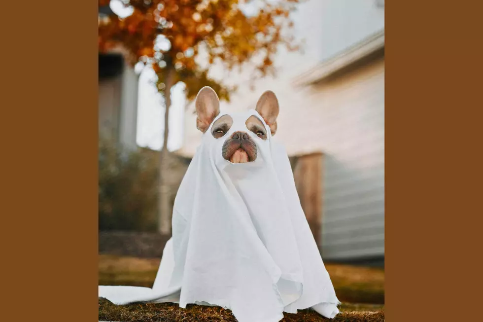 Adorable Pets in Costume: Pet-O-Ween 2025 Results