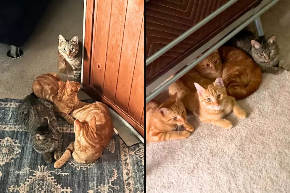 Heartwarming Rescue Story Of A Mom Cat And Her Babies in Kalamazoo
