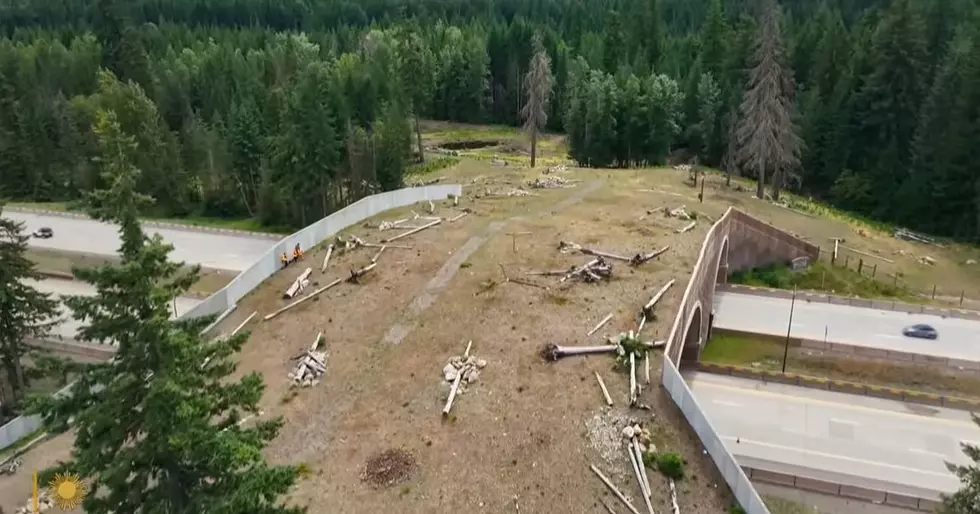 Michigan May Build Land Bridges to Protect Wildlife, Drivers
