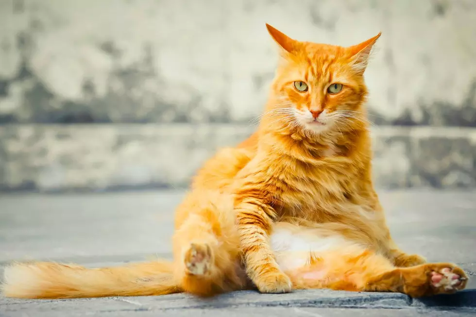 Are Michigan Pets Still Among the Fattest in America?