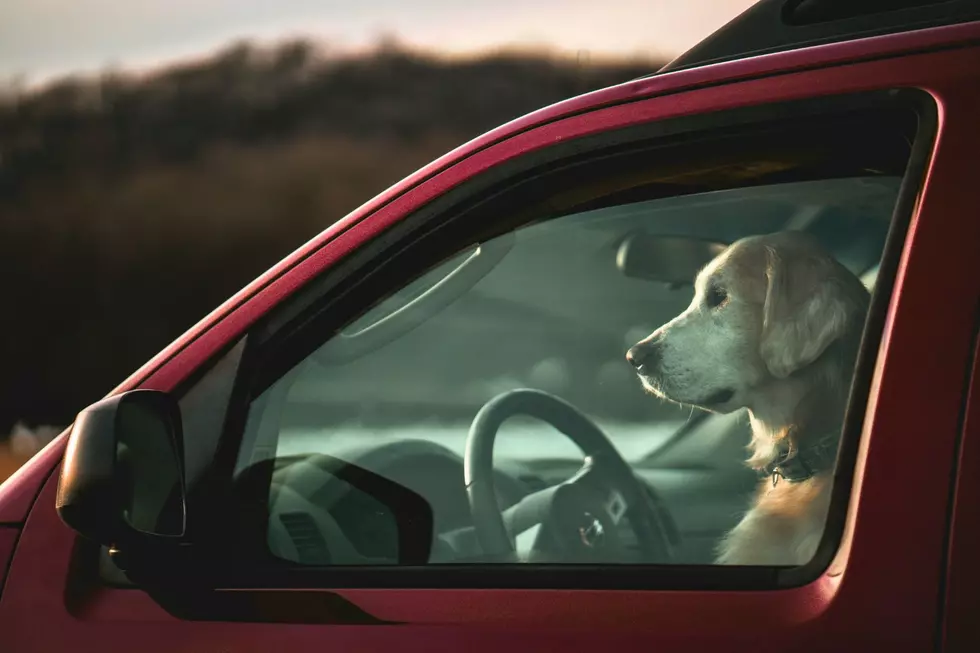 Rescuing Pets From Freezing Cars Could Lead To Legal Trouble
