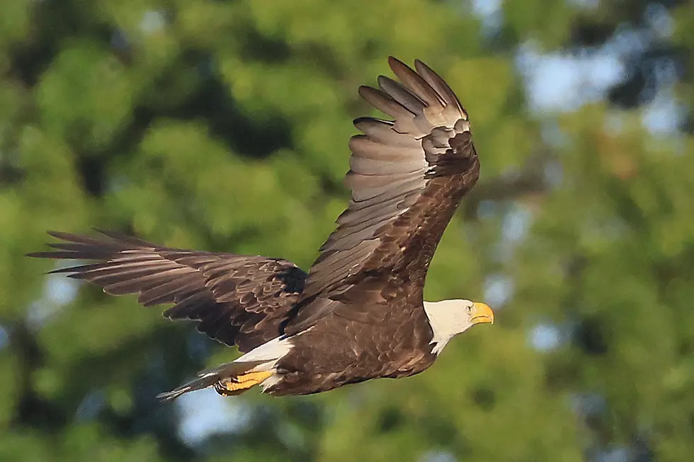 Indiana Bald Eagle Sightings Surge During Winter Migration