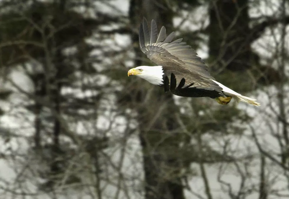 February is Prime Time For Bald Eagle Viewing in Michigan